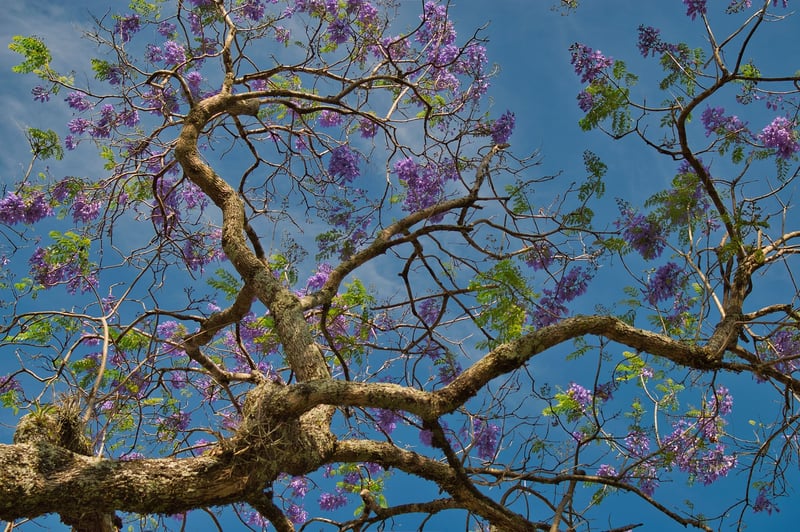 Treehouse Community in Costa Rica