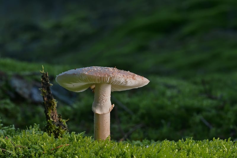 Woods