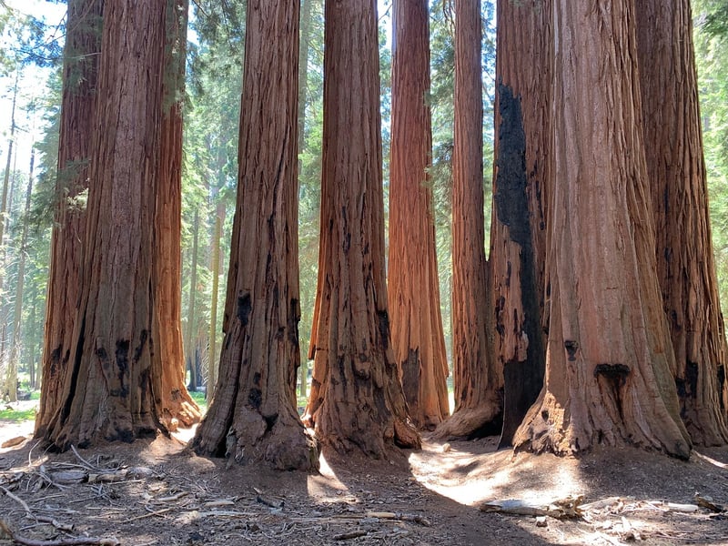 Redwood Treehouse in California